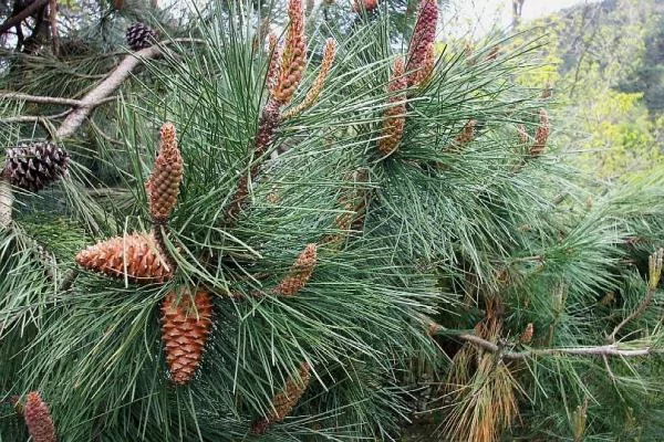 Pinus Pinaster - Sibutram Black